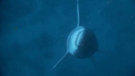 When Sharks Attack S05E02 Honeymoon Hell WEB x264-CAFFEiNE EZTV