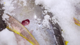 When Sharks Attack S08E02 1080p HEVC x265-MeGusta EZTV