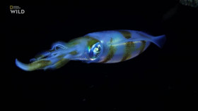 When Sharks Attack S08E02 XviD-AFG EZTV