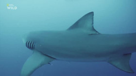 When Sharks Attack S08E03 XviD-AFG EZTV