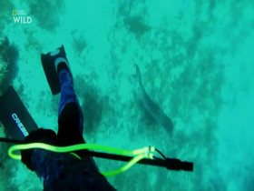 When Sharks Attack S08E06 480p x264-mSD EZTV