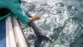 Wicked Tuna Outer Banks S06E03 Little Boat Big Tuna 720p WEB x264-CAFFEiNE EZTV