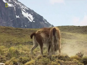 Wild Argentina S01E01 480p x264-mSD EZTV