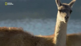 Wild Argentina S01E01 XviD-AFG EZTV