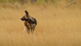 Wild Babies S01E05 1080p HEVC x265-MeGusta EZTV