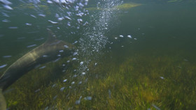 Wild Babies S01E08 FiNAL MULTi 1080p WEB H264-MACK4 EZTV