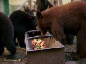 Wild Bear Rescue S01E08 The Elusive Ones 480p x264-mSD EZTV