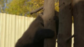Wild Bear Rescue S01E11 Grizzlies 720p WEBRip x264-CAFFEiNE EZTV