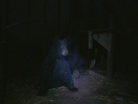 Wild Bear Rescue S01E12 Lights Out 480p x264-mSD EZTV
