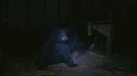 Wild Bear Rescue S01E12 Lights Out WEBRip x264-CAFFEiNE EZTV