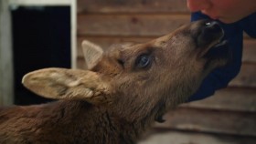 Wild Bear Rescue S02E02 Bear Hugs-Moose Kisses 720p WEBRip x264-CAFFEiNE EZTV