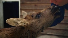 Wild Bear Rescue S02E02 Bear Hugs-Moose Kisses WEBRip x264-CAFFEiNE EZTV