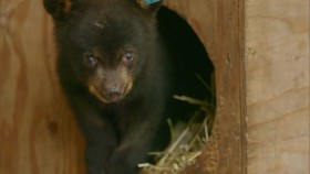 Wild Bear Rescue S02E10 Family Reunions 720p WEBRip x264-CAFFEiNE EZTV