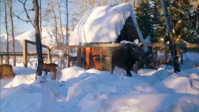Wild Bear Rescue S03E01 A Beary Long Winter 720p WEBRip x264-CAFFEiNE EZTV