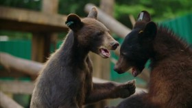 Wild Bear Rescue S03E03 Velcro Bears 720p WEBRip x264-CAFFEiNE EZTV
