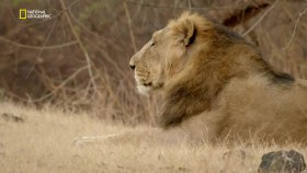 Wild Cats Of India S01E01 720p WEB H264-CBFM EZTV