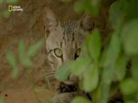Wild Cats Of India S01E02 480p x264-mSD EZTV