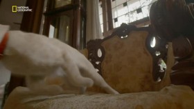 Wild Cats Of India S01E02 XviD-AFG EZTV