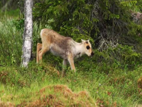 Wild Child S01E07 480p x264-mSD EZTV