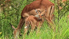 Wild Child S01E09 XviD-AFG EZTV