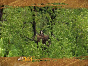 Wild Child S01E12 480p x264-mSD EZTV