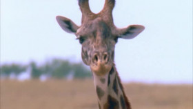 Wild Child S01E14 XviD-AFG EZTV