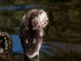 Wild Child S01E16 480p x264-mSD EZTV