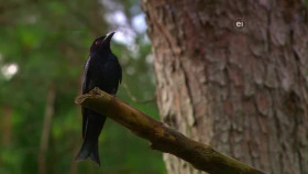 Wild Child S02E06 XviD-AFG EZTV