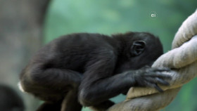 Wild Child S02E08 1080p WEB h264-DiRT EZTV