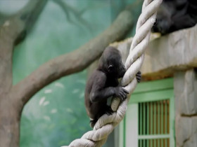 Wild Child S02E08 480p x264-mSD EZTV