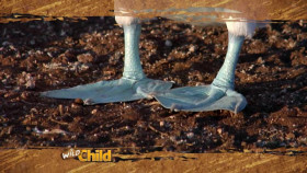 Wild Child S02E10 XviD-AFG EZTV