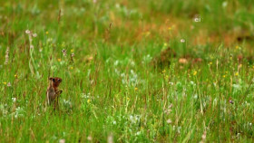 Wild Child S02E15 XviD-AFG EZTV