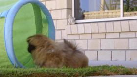 Wild Child S02E17 XviD-AFG EZTV