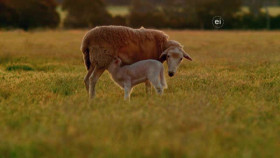 Wild Child S02E18 XviD-AFG EZTV