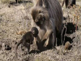 Wild Child S02E19 480p x264-mSD EZTV