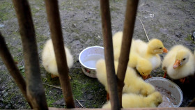 Wild Child S02E20 1080p WEB h264-DiRT EZTV