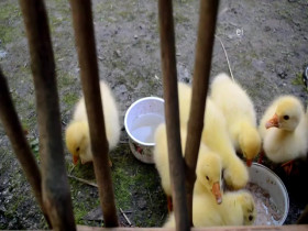 Wild Child S02E20 480p x264-mSD EZTV