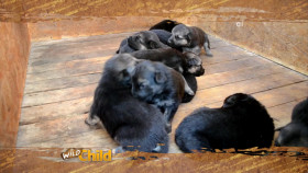 Wild Child S02E23 720p WEB h264-DiRT EZTV