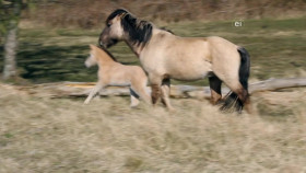 Wild Child S03E01 720p WEB h264-DiRT EZTV