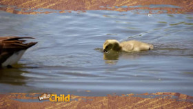 Wild Child S03E03 XviD-AFG EZTV