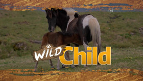 Wild Child S03E05 720p WEB h264-DiRT EZTV