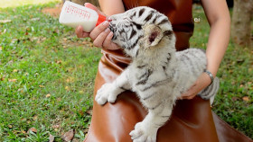 Wild Child S03E08 1080p WEB h264-DiRT EZTV