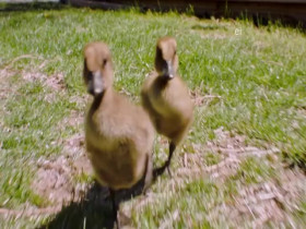 Wild Child S03E18 480p x264-mSD EZTV