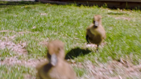 Wild Child S03E18 720p WEB h264-DiRT EZTV