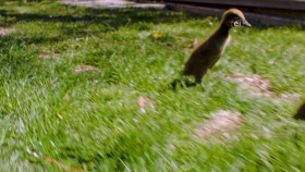 Wild Child S03E18 XviD-AFG EZTV