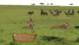 Wild Child S04E02 720p WEB h264-DiRT EZTV