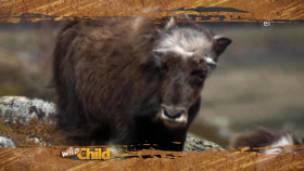 Wild Child S04E06 XviD-AFG EZTV