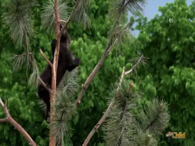 Wild Child S04E09 480p x264-mSD EZTV