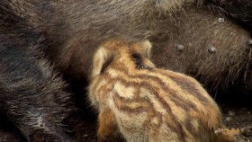 Wild Child S04E10 720p WEB h264-DiRT EZTV