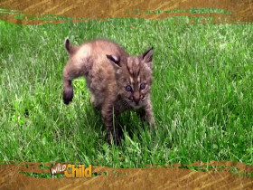 Wild Child S04E14 480p x264-mSD EZTV